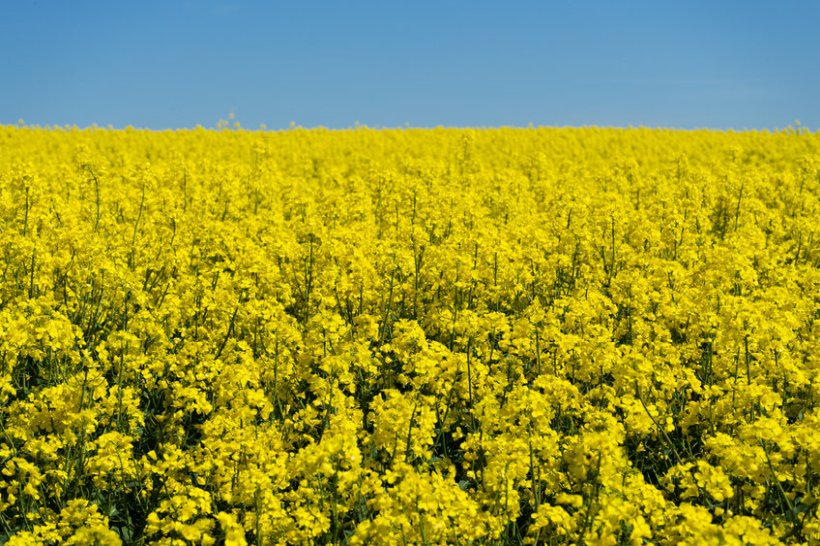 The first stage of the guidance, published by AHDB, looks at the three major UK crops, including oilseed rape