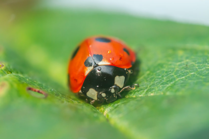 Predatory insects, such as ladybirds and parasitic wasps, eat aphids and other pests