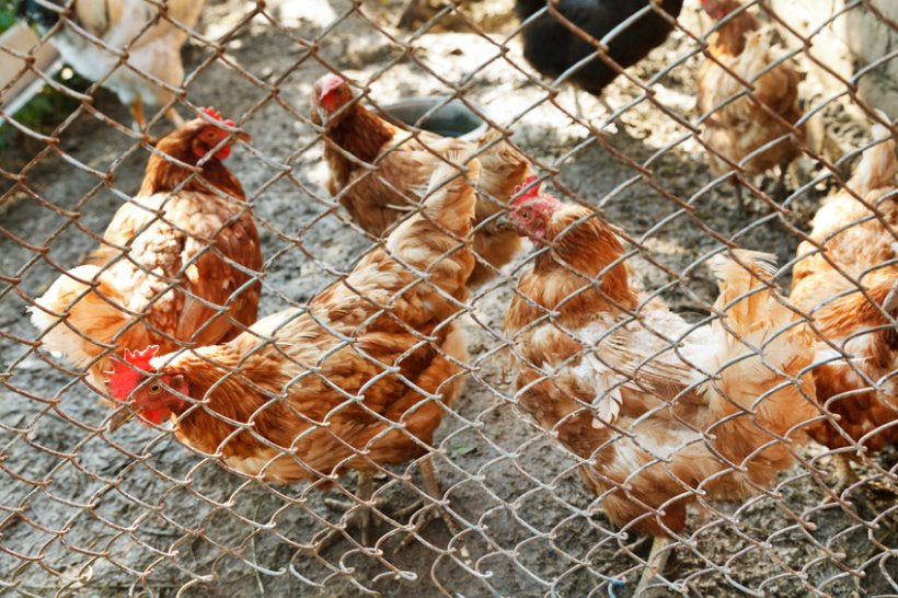 The H5N1 subtype of the disease is highly contagious and can decimate poultry flocks