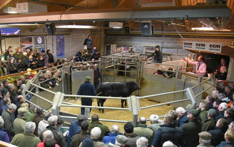 IAAS kept Scottish livestock marts open during the Covid pandemic as a vital part of the food chain