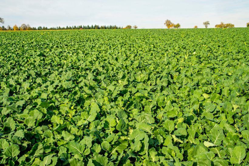 The on-farm trial found that phacelia and oil radish outperformed 24 other varieties of cover crop