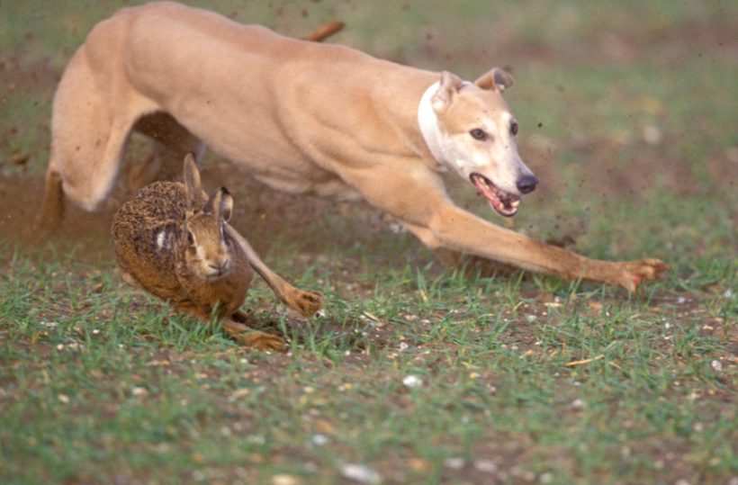 The large illegal hare coursing event has led to further calls for government to urgently clamp down on the crime