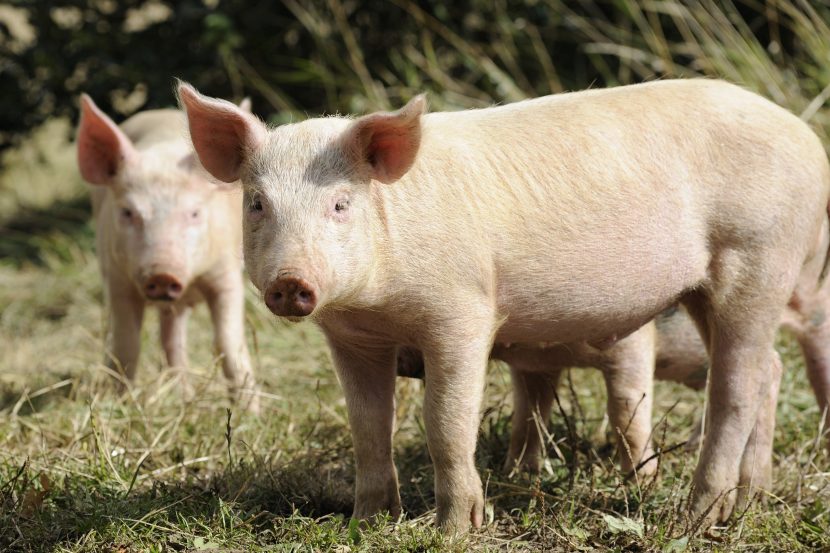 The study's aim, led by Scotland's Rural College (SRUC), was to improve the welfare of pigs on commercial farms
