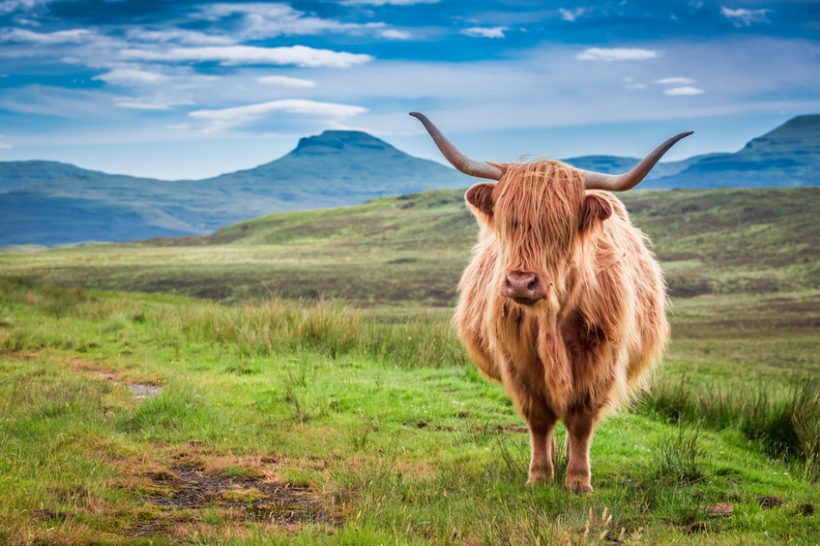 Scottish government is being urged by campaigners to highlight the role Scotland's rare and native breeds play
