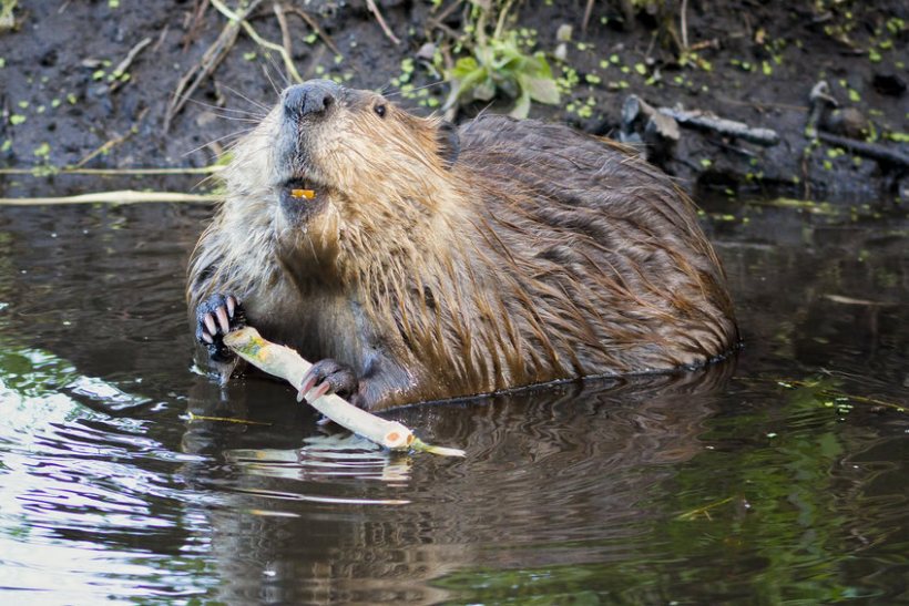 Beavers could be released in the wild in England, the government announced in August