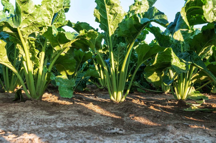 The re-introduction of sugar beet in Scotland represents an opportunity for farmers, the report says