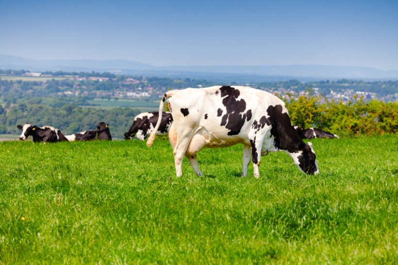 Global demand for dairy is increasing at a rate of 2% per year, an 'enormous' opportunity for the UK dairy sector