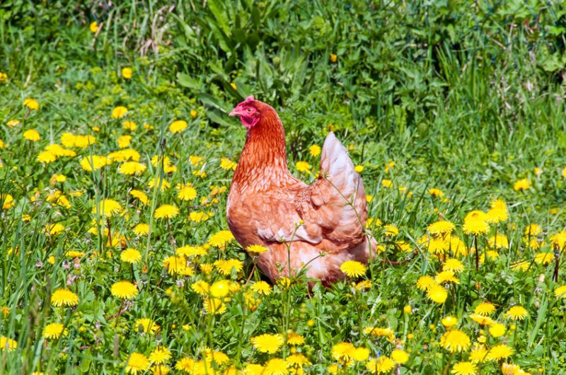 Waitrose's farm on the Hampshire estate will trial new farming innovations over the next 15 years