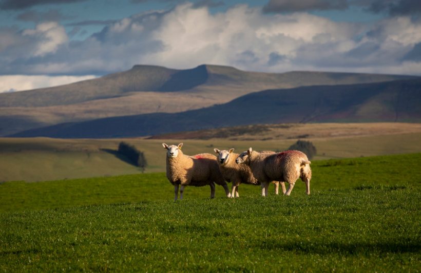 The UK's future trade agreements must not undermine farming’s high standards, NFU Cymru told MPs