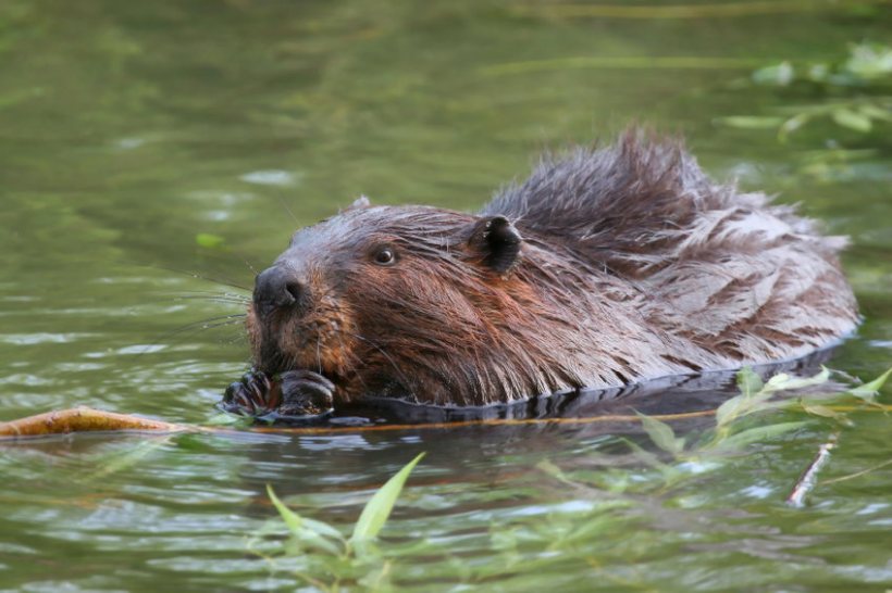 The Scottish government is looking at future beaver translocation release sites to include new areas of Scotland