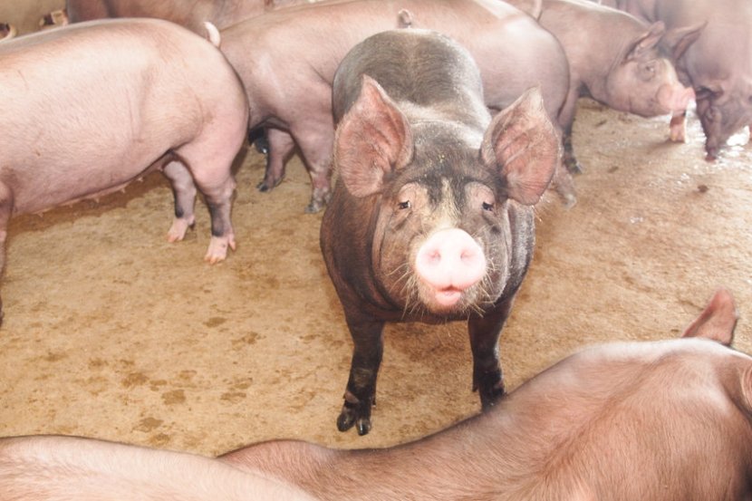 The National Pig Association welcomed the retailer's pledge as farmers faced a 'catastrophic combination of events'
