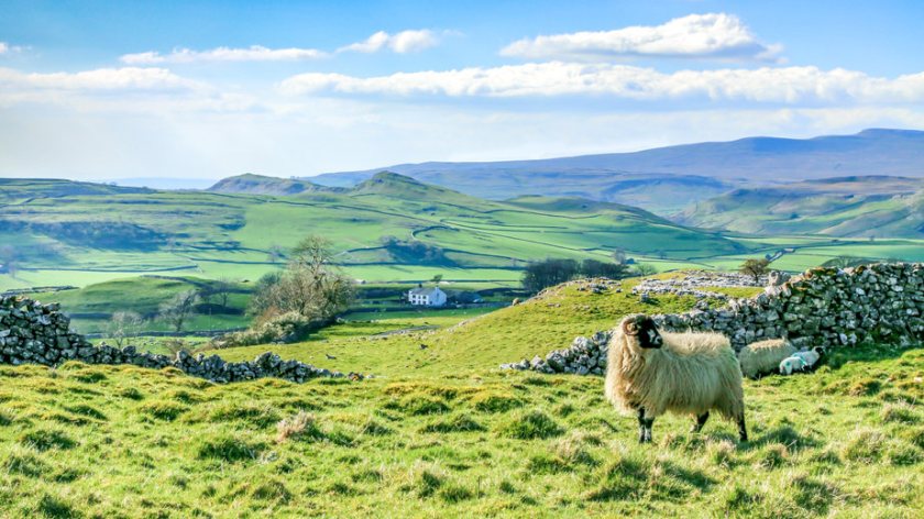 The National Sheep Association has responded strongly to an article calling sheep a 'menace' of the countryside