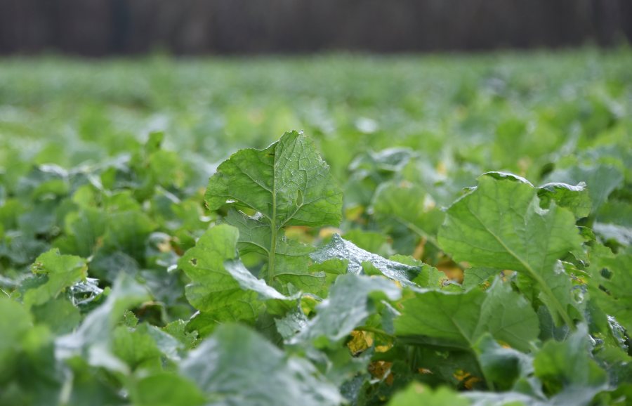 PT303 Protector Sclerotinia from Pioneer returned a UK mean gross output yield of 107%