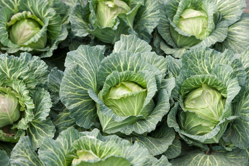 Experts have developed a process which produces a plant-based protein-plus ingredient from cabbages