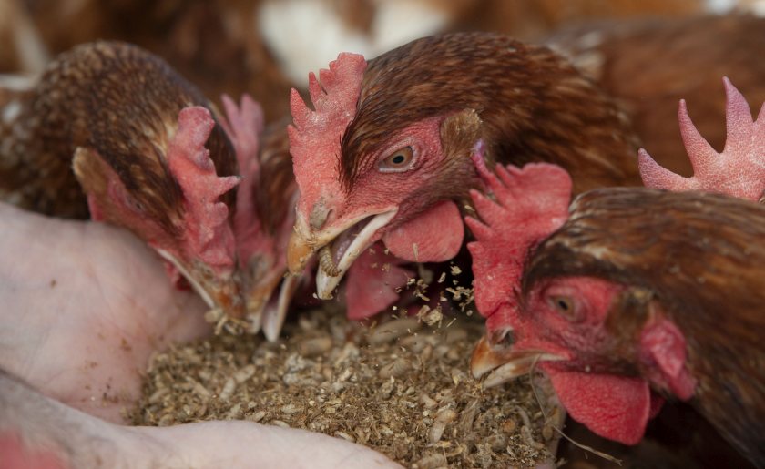 Free range hens will be fed insects as the retailer looks to cut down on its use of soya feed