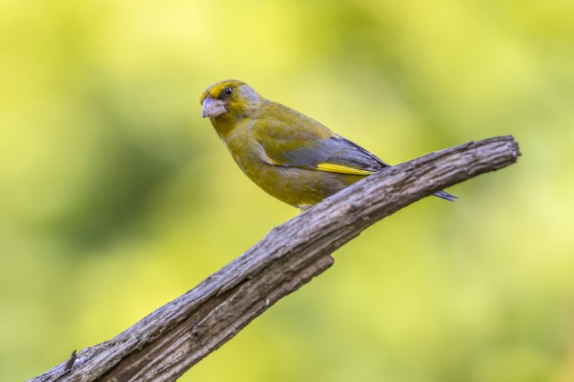 Eleven UK bird species have been red-listed for the first time this year, including Greenfinch