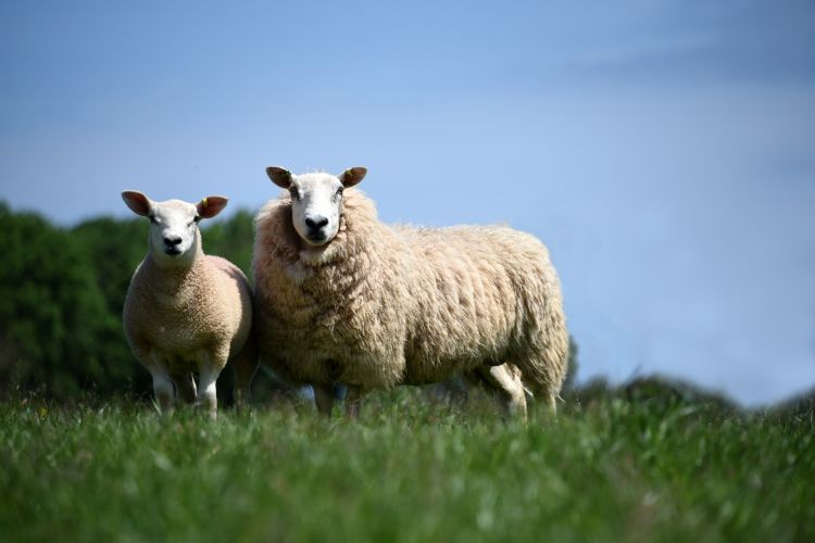 Number of lambs that have already come forward from farms so far in 2021 is behind what would be expected