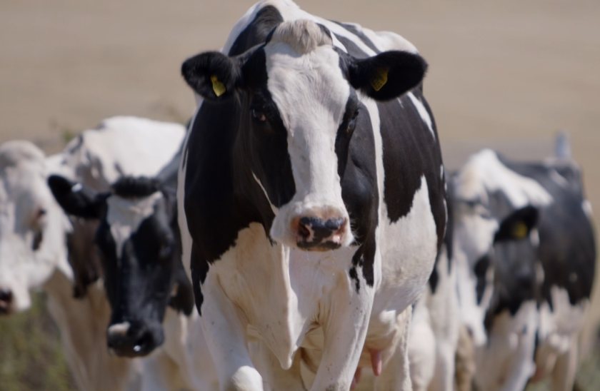 Vets have offered advice on improvements to make milking more efficient and better for cow udder health