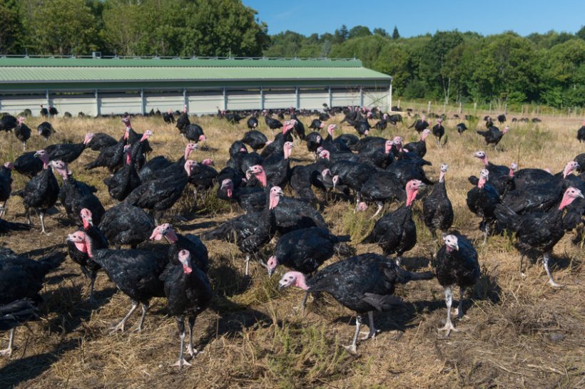 British turkey farmers are taking to social media to promote their businesses ahead of the festive period