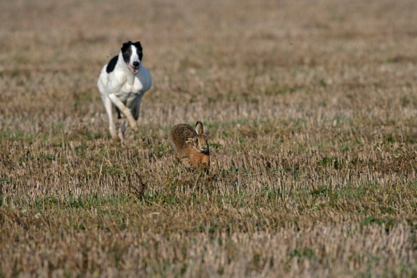 The amendments aim to help better protect farms and rural communities from illegal and destructive hare coursing