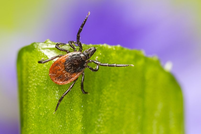 The new resources will help farmers tackle a range of tick-borne diseases, including tick-borne fever and babesiosis