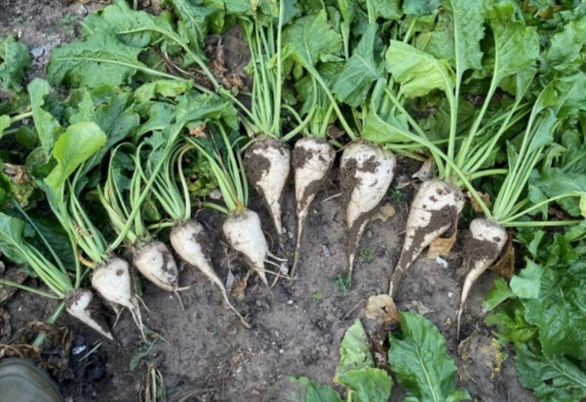 NEMguard DE has been authorised for use in sugar beet to control free-living nematodes (Photo: BRRO)