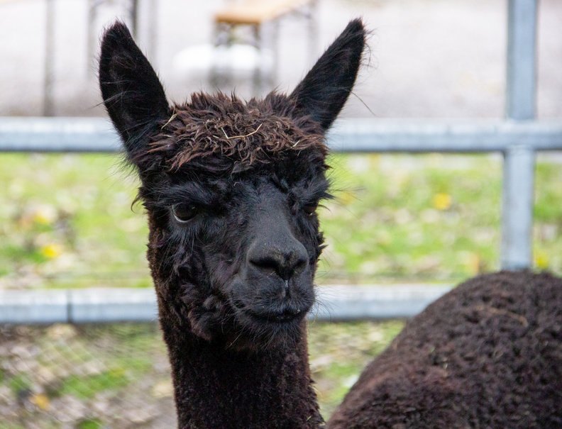 The Animal and Plant Health Agency has completed its culture testing work for Geronimo the alpaca