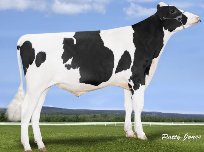 Progenesis Wimbledon produces high milk quality scores on AHDB Dairy's updated proven sire list