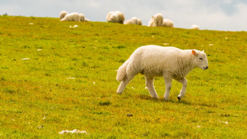 £227 million worth of Basic Payment Scheme (BPS) funds has now been paid into Welsh farmers' bank accounts