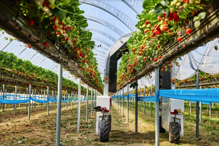 Thorvald performs light treatment to control mildew on strawberries, reducing the need for fungicides