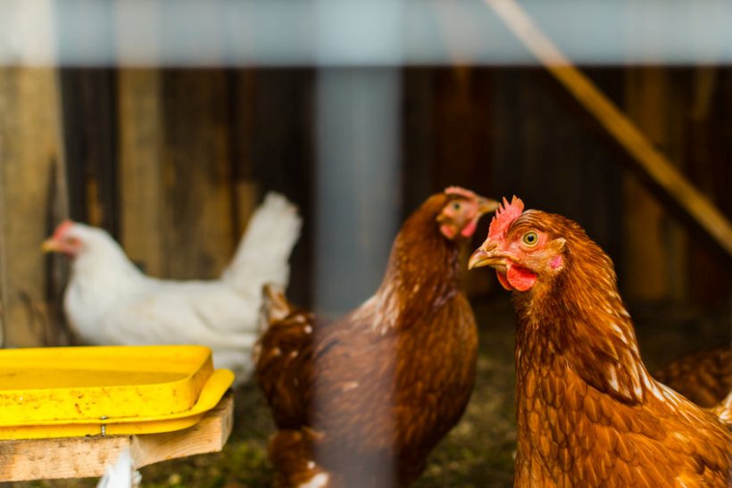 Hundreds of thousands of birds have been culled as a result of the 50 confirmed outbreaks in England