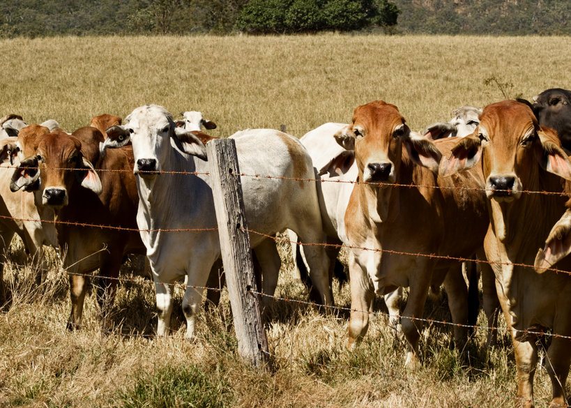 Organisations are raising concerns over the deal's impact on the UK's animal welfare standards and climate change