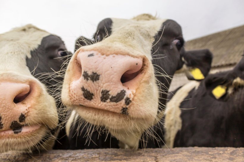 A carbon audits programme has been established in conjunction with NI dairy companies