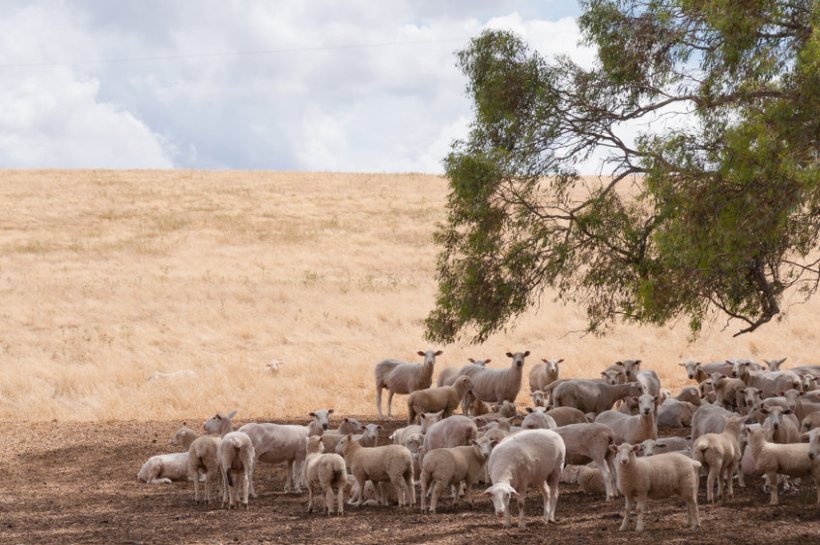 Sheep on farmland in Australia. UK sheep producers say trade deal will enable cheaper imports to enter UK shelves