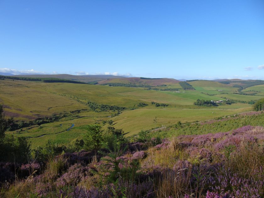 Planting woodland can bring benefits such as shelter for livestock and a future income from timber