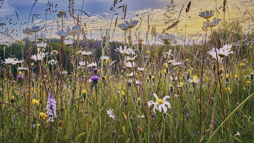 Setting aside an ecological area on agricultural land could help farmers increase their profits