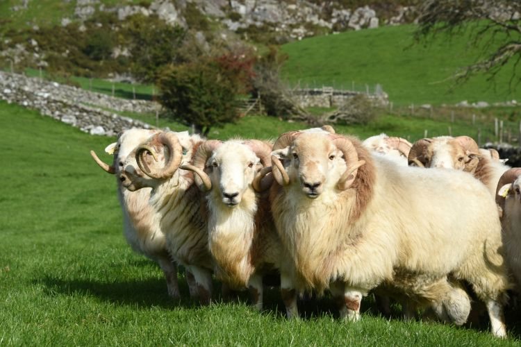 Monitoring performance on the farms will assist with future selection decisions in hill flocks