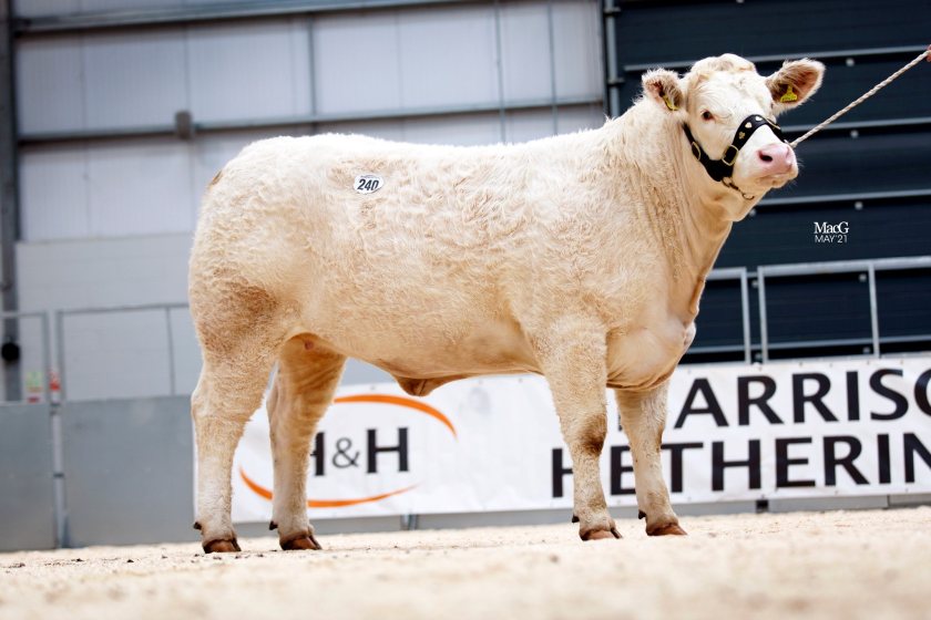 Entries will include some of the most prominent Charolais breeders in the country