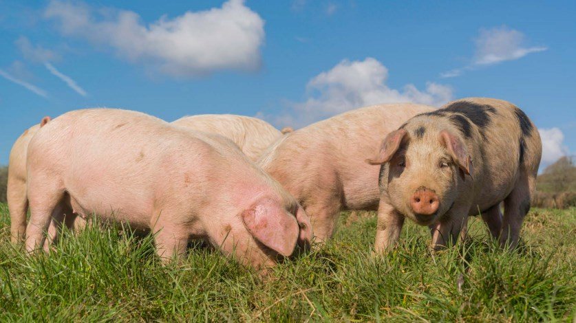 The Welsh government says it has an ambition to achieve the highest standards in animal welfare