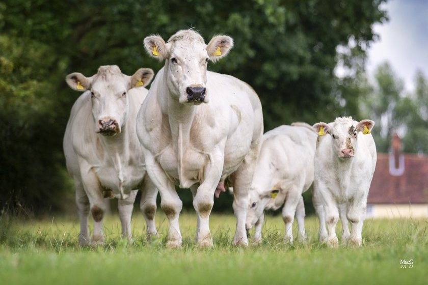 Within Cogent's Beef Breeding Programme, bulls are bred for dairy industry-desired traits