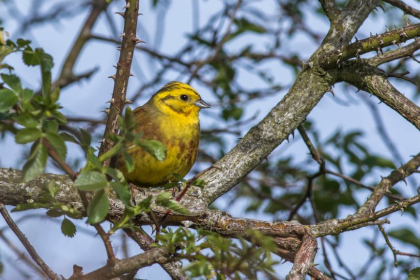New measures on-farm have helped the yellowhammer, a ‘red list’ species under severe threat