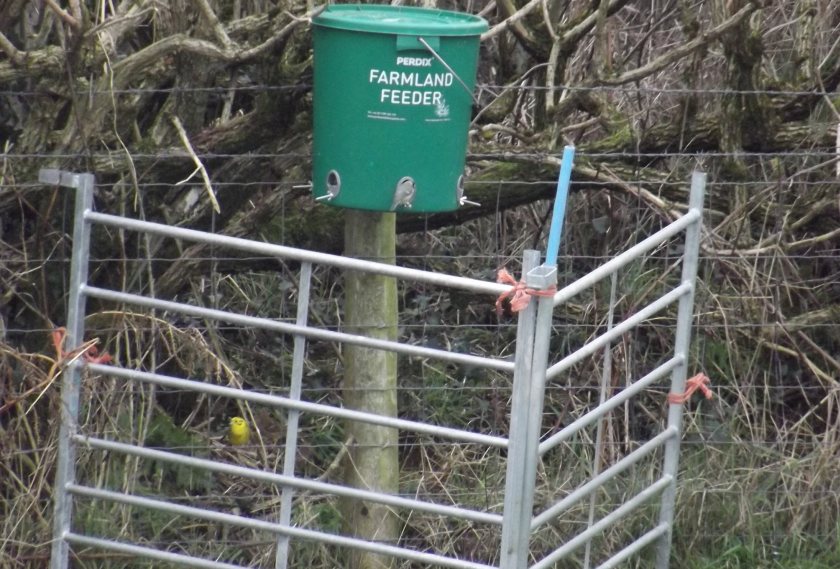 A new population has been discovered after installing ‘farm-size’ bird feeders