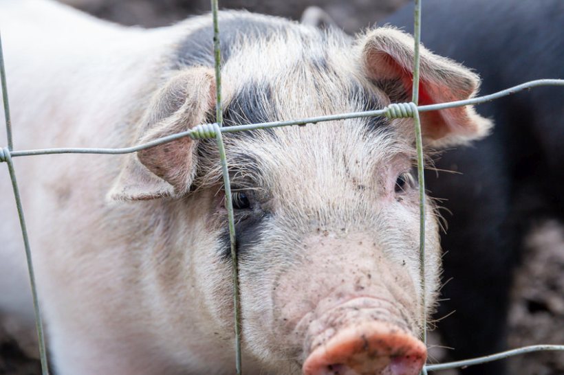 The scheme was set up to support to Scottish pig producers affected by the impacts of the pandemic