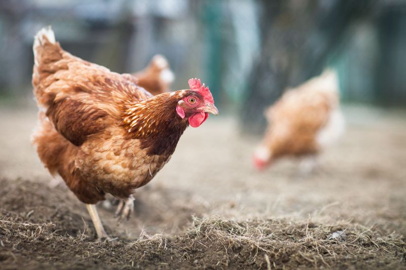 Farmers and keepers have been told to continue to follow strict biosecurity measures in place since November