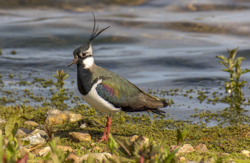 A call has gone out to the UK’s farmers and land managers to take part in the GWCT Big Farmland Bird Count