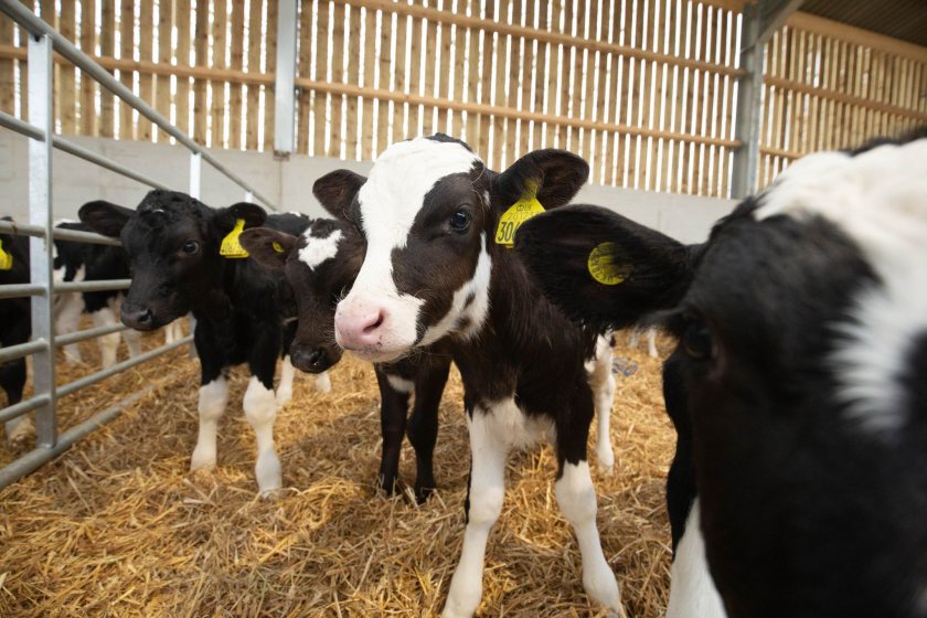 Over 1.4 million calves are born to dairy cows in GB alone each year, according to RH&W (Photo: Tim Scrivener)