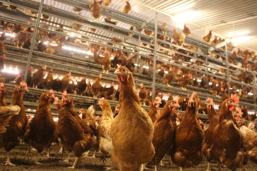 Biosecurity is paramount as the first line of defence against avian influenza, according to Vencomatic UK