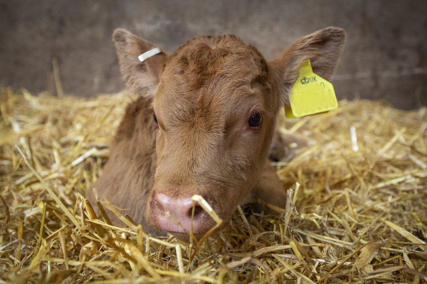 BRD remains a disease of significant impact across the UK costing the cattle industry around £80m per year