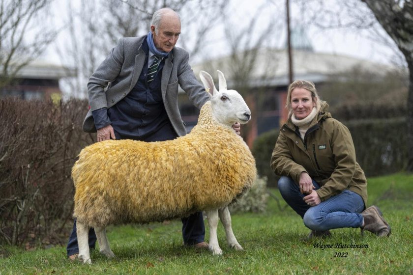 The hammer fell at 3,000gns for a ewe hogg from John Barrowman’s Knockglass flock