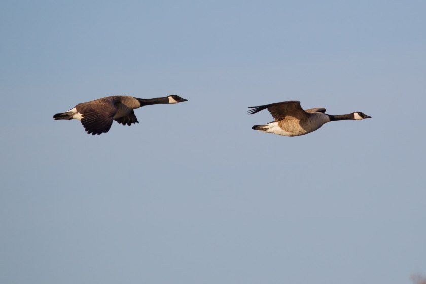 The bird flu risk remains 'extreme', NFU Scotland warns, following a high number of cases in wild birds